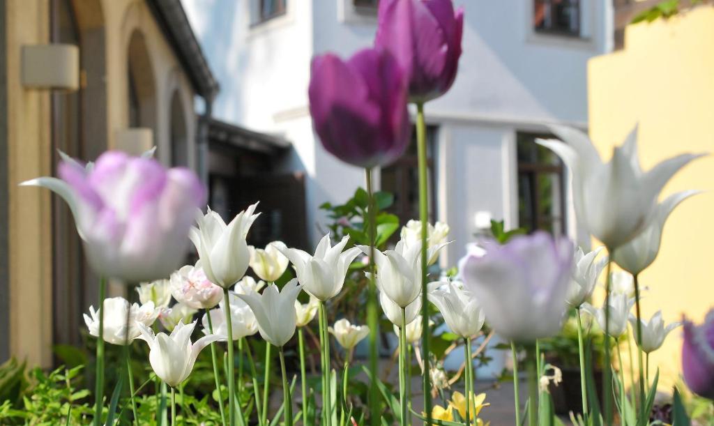 Faehrhaus Meissen B&B المظهر الخارجي الصورة